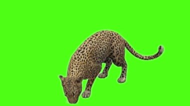 Leopar Yeşil Ekranda Oturuyor