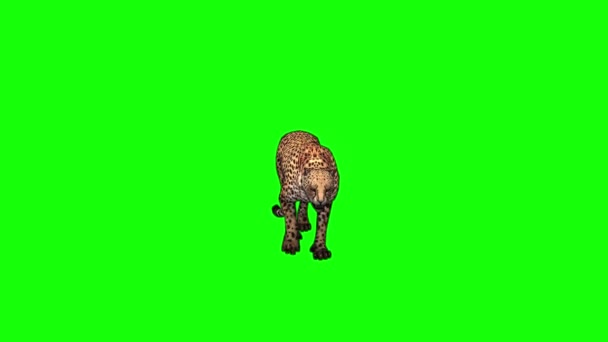 Cheetah Valt Aan Groen Scherm — Stockvideo