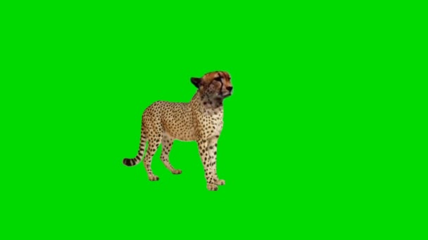 Кубик Гепарда Зеленом Экране — стоковое видео