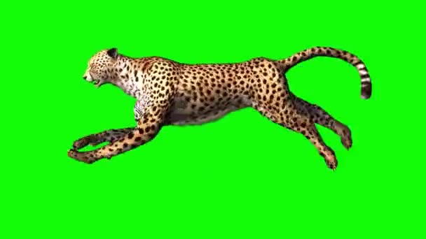 Cheetah Draait Groen Scherm — Stockvideo