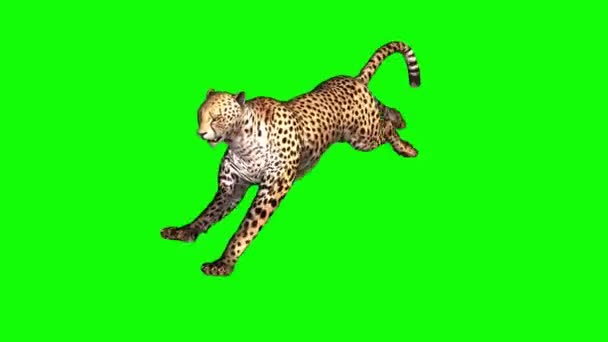 Гепард Бігає Зеленому Екрані — стокове відео