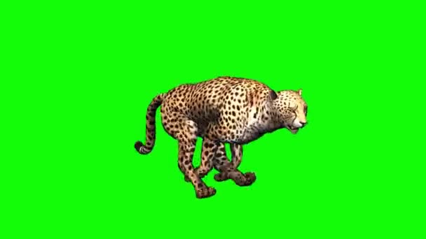 Cheetah Draait Groen Scherm — Stockvideo