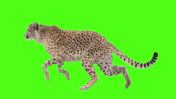 197 Cheetah running Videos, Royalty-free Stock Cheetah running Footage | Depositphotos 197 Cheetah running Videos, Royalty-free Stock Cheetah running Footage | Depositphotos