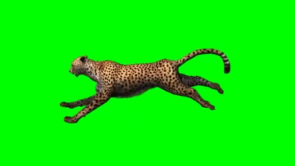 Cheetah Corriendo Pantalla Verde — Vídeo de stock