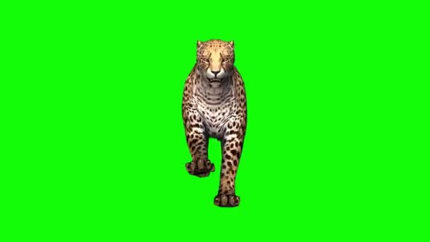 Geparden Laufen Auf Green Screen — Stockvideo