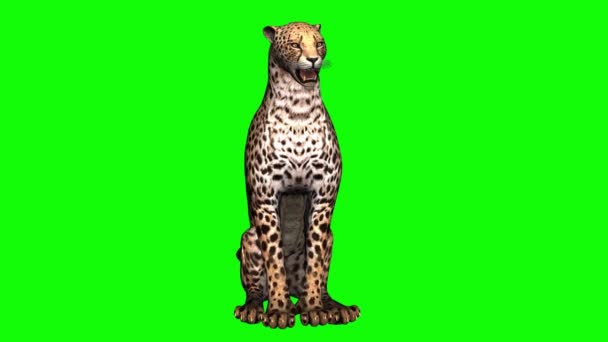 Cheetah Sentado Tela Verde — Vídeo de Stock