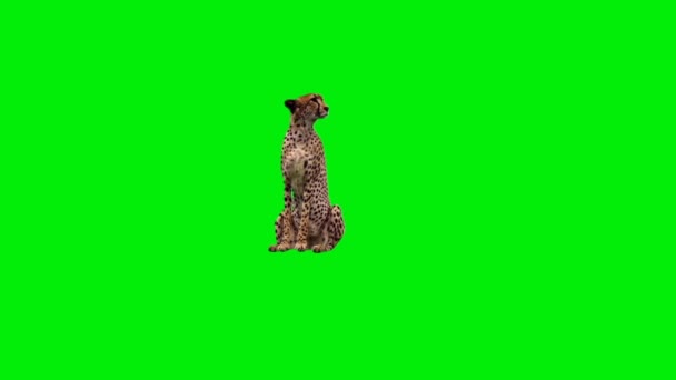 Cheetah Sitting Green Screen — Stock Video