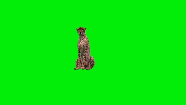 Cheetah Seduto Sullo Schermo Verde — Video Stock
