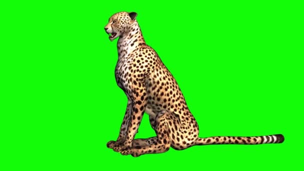 Cheetah Sitting Green Screen — Stock Video