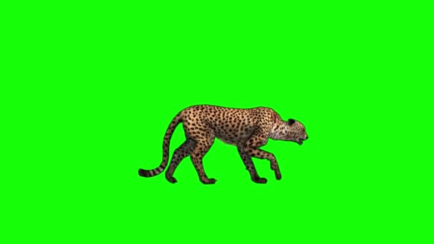 Cheetah Περπάτημα Πράσινη Οθόνη — Αρχείο Βίντεο