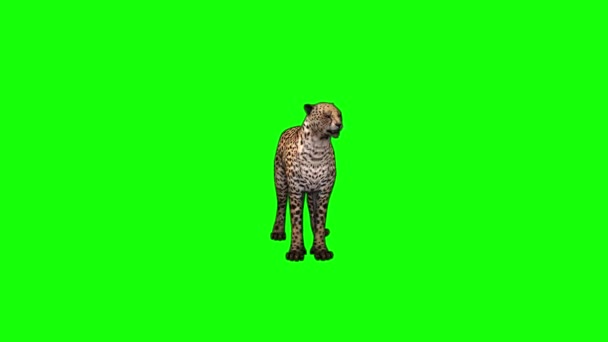 Cheetah Running Green Screen — Stock Video ©   #395087598
