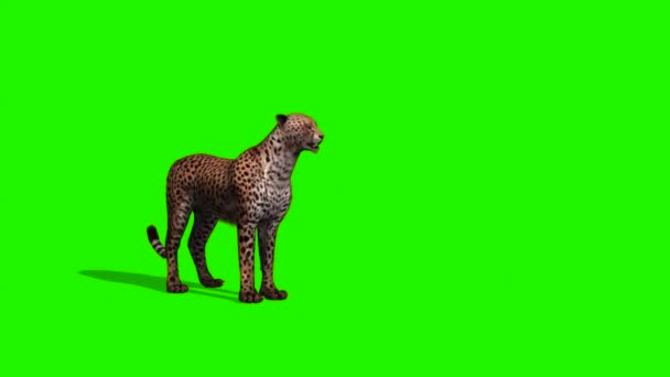 Cheetah Walking Green Screen — Stock video