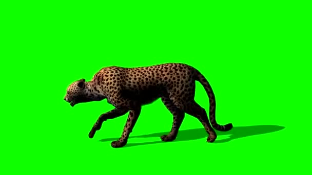 Cheetah Walking Green Screen — Stock video