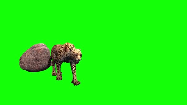 Гепард Шагает Зеленому Экрану — стоковое видео