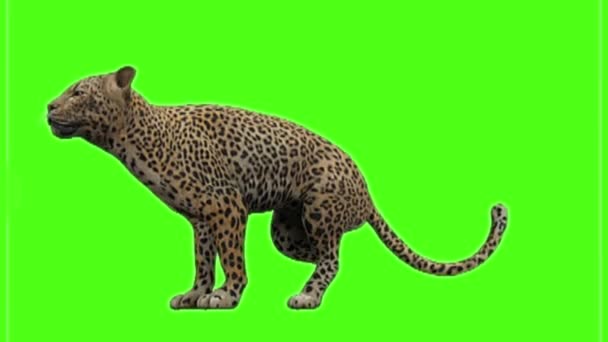 Leopardo Sentado Tela Verde — Vídeo de Stock