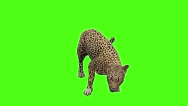 Leopardo Sentado Tela Verde — Vídeo de Stock
