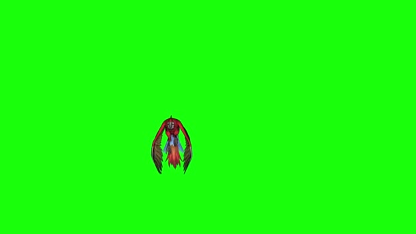 Loro Guacamayo Volando Pantalla Verde — Vídeos de Stock