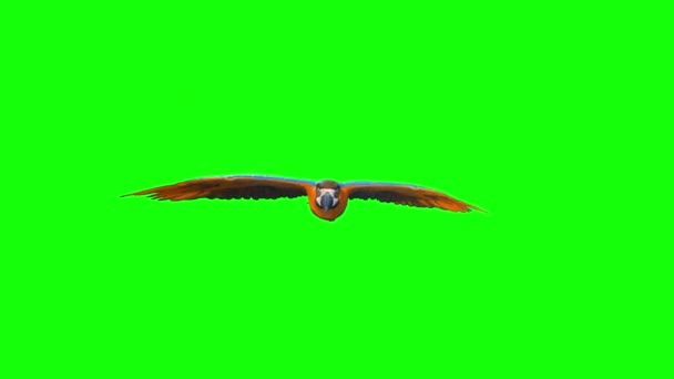 Macaw Papagáj Repül Zöld Képernyőn — Stock videók
