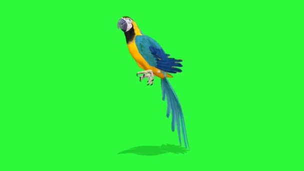 Papoušek Macaw Sedí Zelené Obrazovce — Stock video