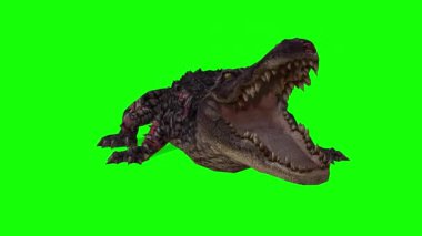 Yeşil Ekranda Timsah Saldırısı