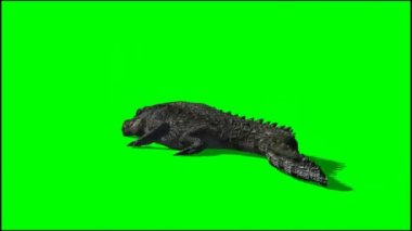 Timsah Yeşil Ekranda Yemek