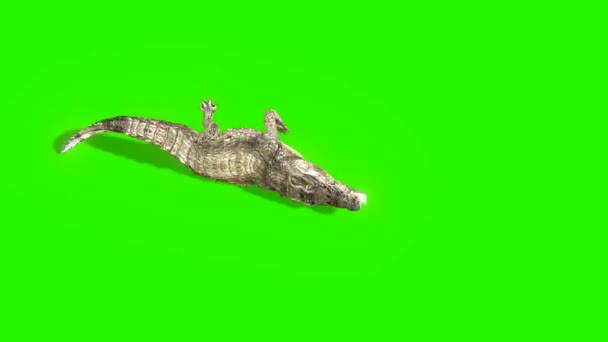 Krokodil Angriff Auf Green Screen — Stockvideo