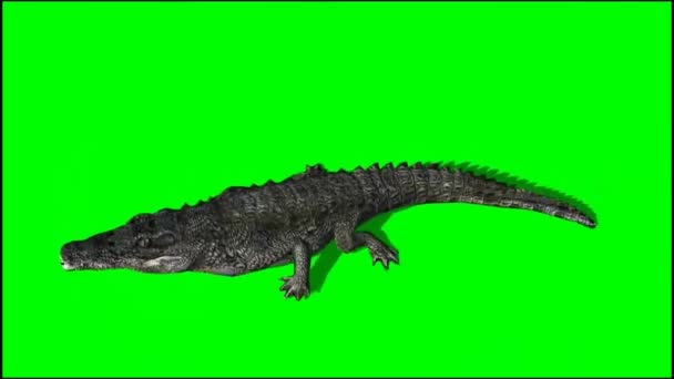 Comer Crocodilo Tela Verde — Vídeo de Stock