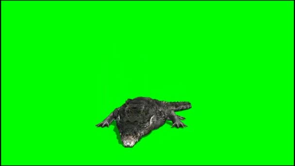 Crocodile Manger Sur Écran Vert — Video