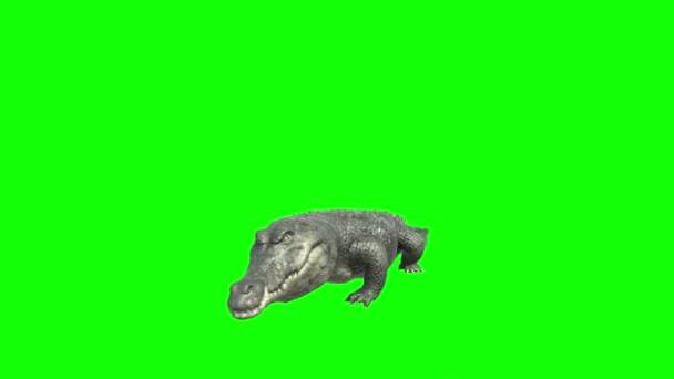 Crocodile Eating Green Screen — Stock Video