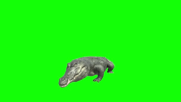 Crocodile Looking Green Screen — Stock Video