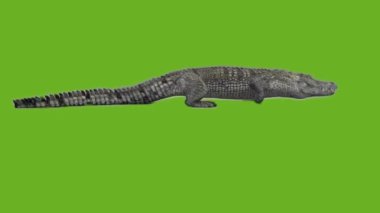 Yeşil Ekranda Yürüyen Timsah