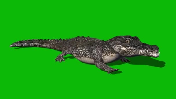 Crocodilo Execução Tela Verde — Vídeo de Stock