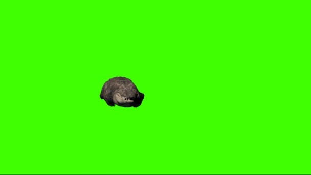 Crocodile Swimming Green Screen — Stock Video