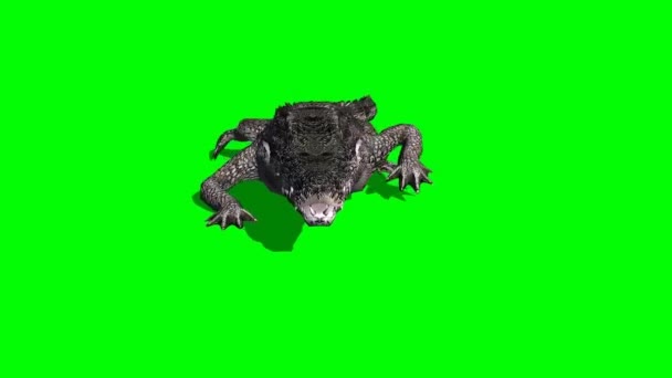 Crocodile Marchant Sur Écran Vert — Video