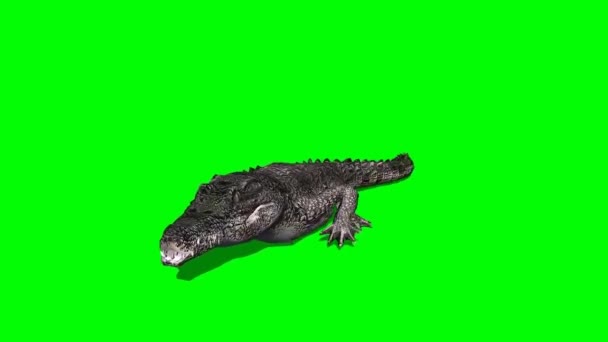 Krokodýlí Chůze Zelené Obrazovce — Stock video