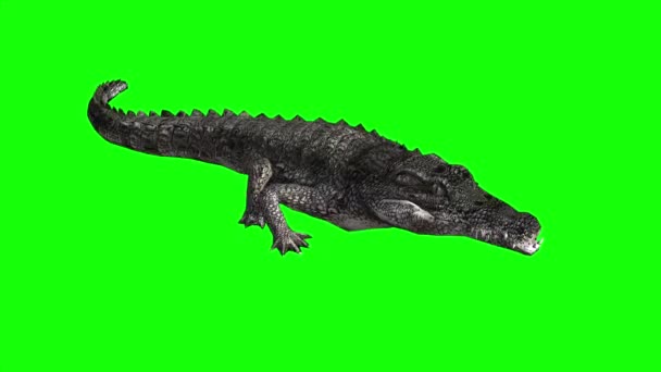 Krokodyl Chodzenie Zielonym Ekranie — Wideo stockowe