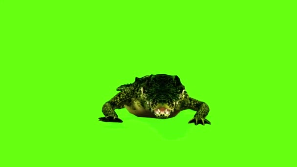 Krokodil Geht Auf Green Screen — Stockvideo