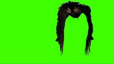 Yeşil Ekranda Uçan Kartal