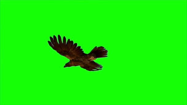 緑の画面でイーグルフライング — ストック動画