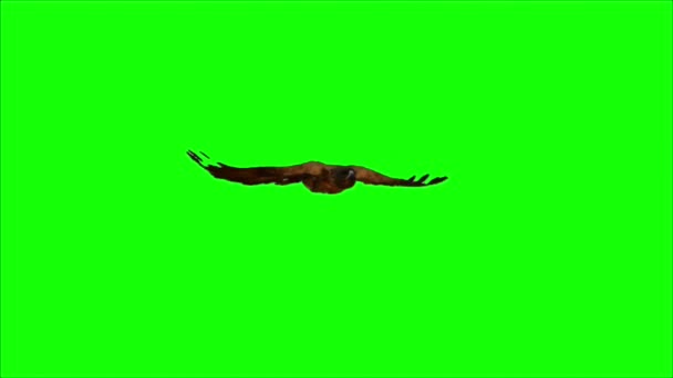 Eagle Flying Green Screen — Stock Video