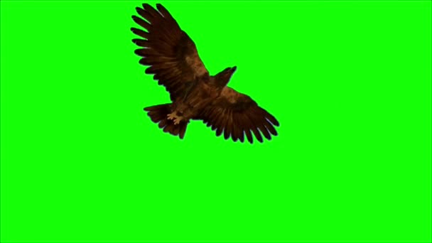Орёл Летающий Зеленом Экране — стоковое видео