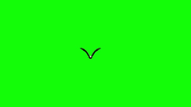 Águila Volando Pantalla Verde — Vídeo de stock