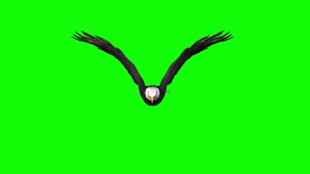 Águila Volando Pantalla Verde — Vídeo de stock