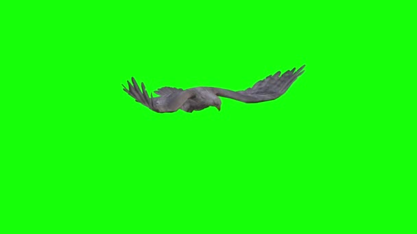 Örnen Flyger Grön Skärm — Stockvideo