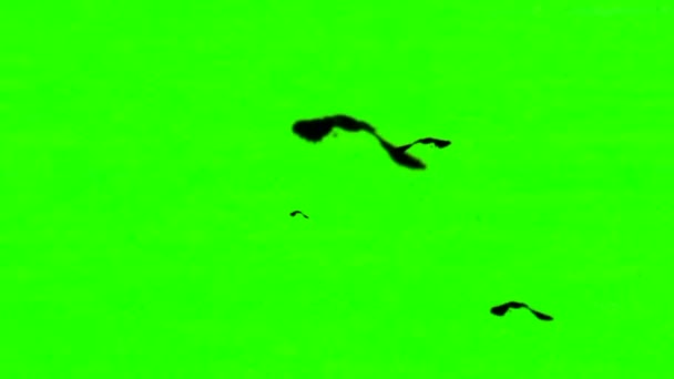 鹰在绿色荧幕上飞翔 — 图库视频影像