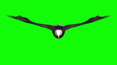 Yeşil Ekranda Uçan Kartal