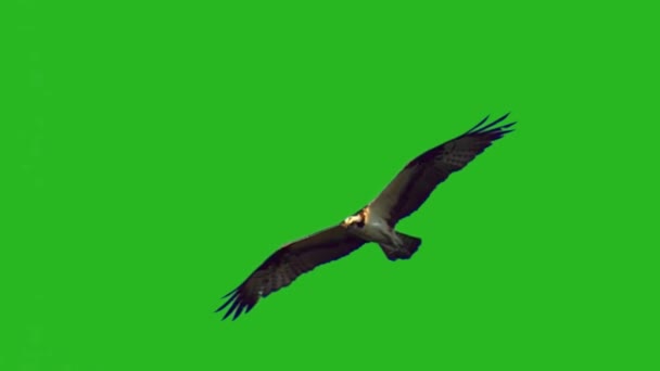 Örnen Flyger Grön Skärm — Stockvideo