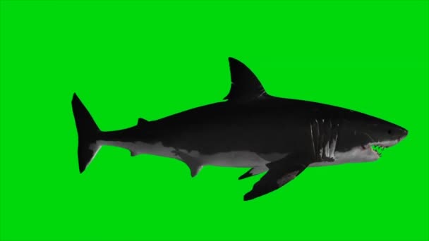 Shark Swimming Green Screen — Stock Video
