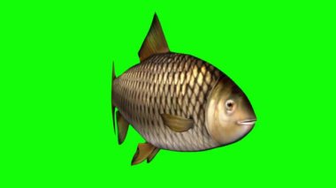 Yeşil Ekranda Yüzen Balık