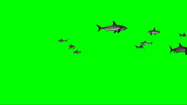 Haie Schwimmen Auf Green Screen — Stockvideo